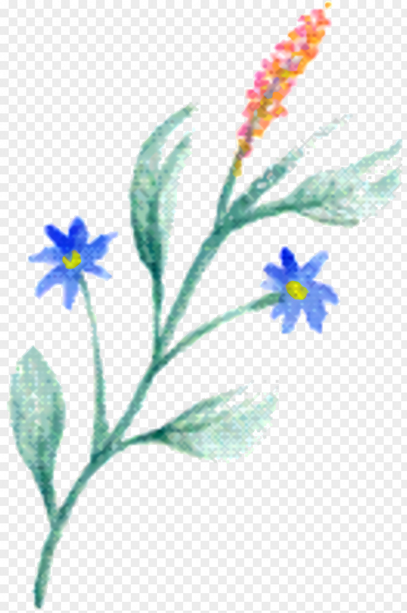 Borage Family Wildflower Watercolor Flower Background PNG
