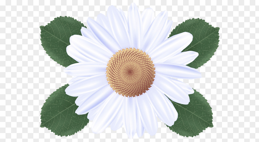 Flower Plant Chamomile Petal Mayweed PNG