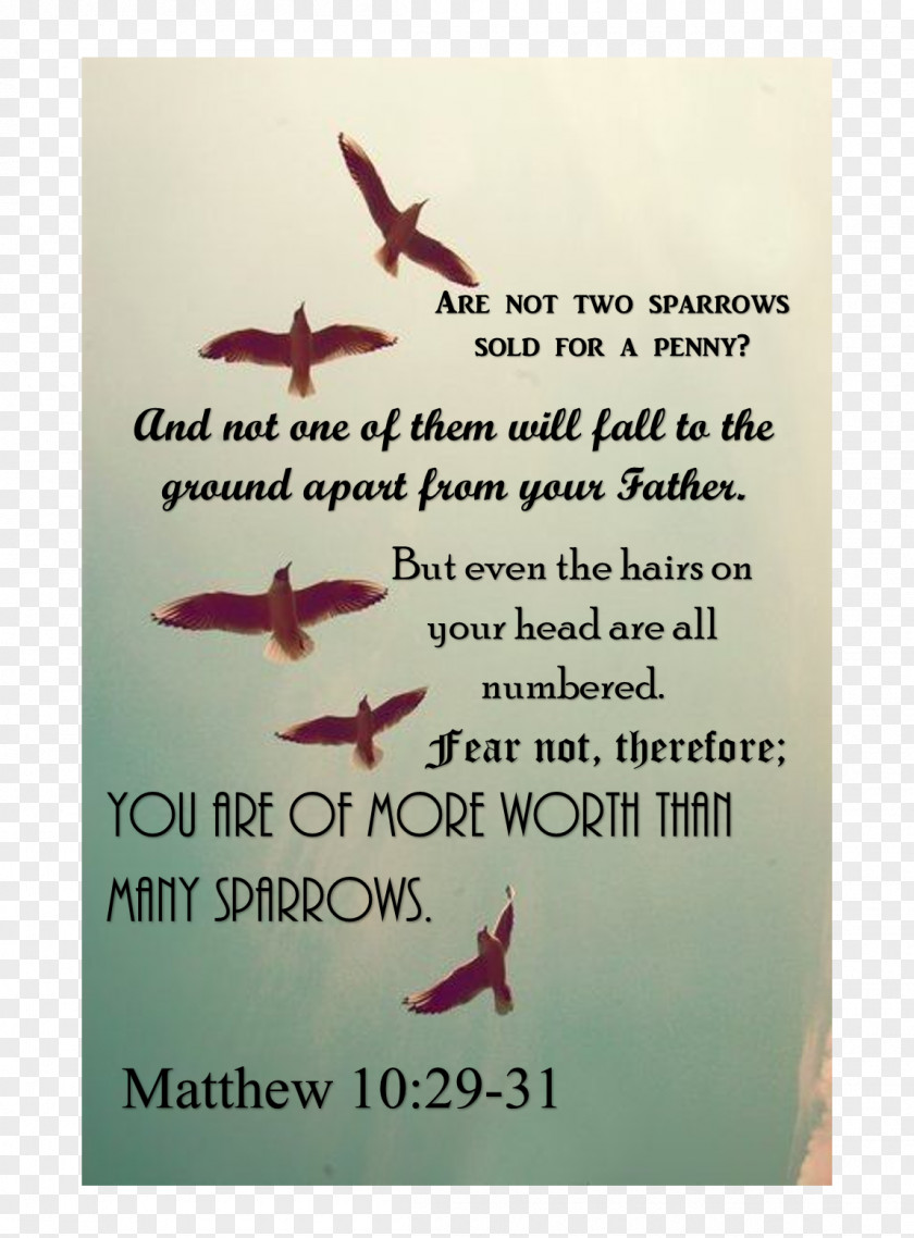 Matthew From The Bible Northern Cardinal Book Winter Font PNG