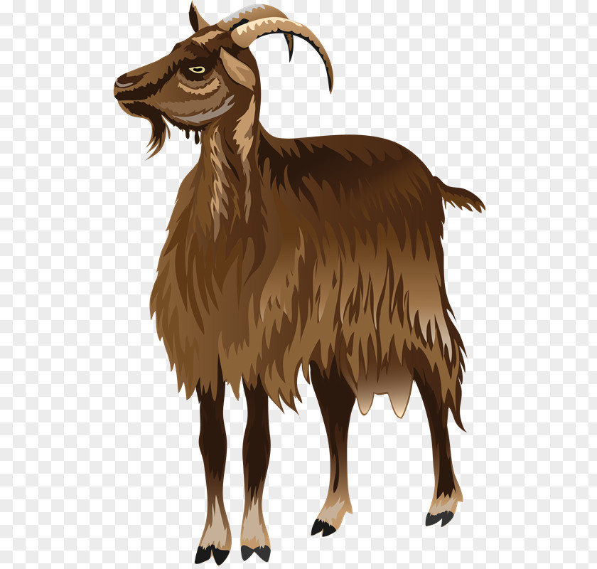 Oveja Barbary Sheep Sheep–goat Hybrid Argali PNG