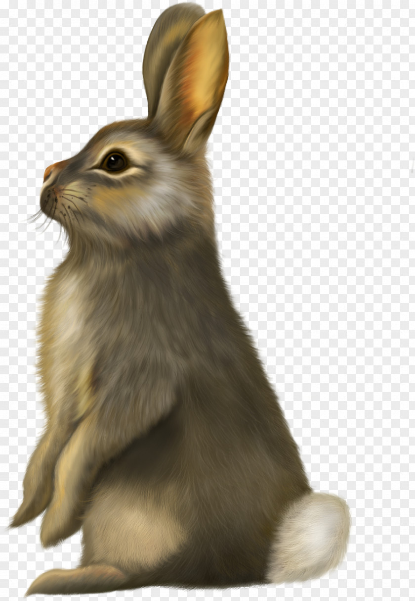 Rabbit Hare Horse Clip Art PNG