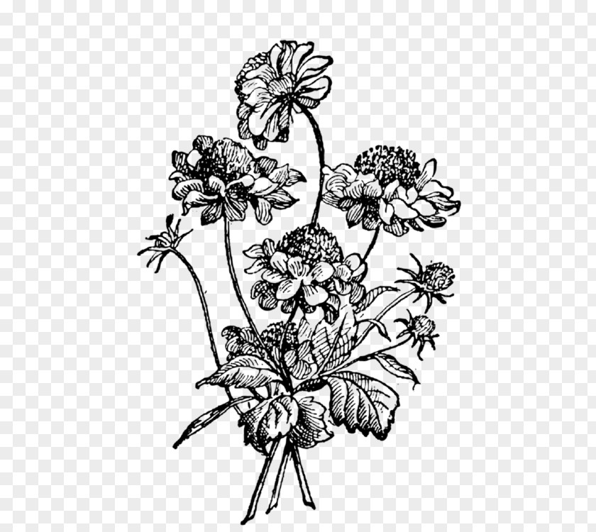 Scabiosa Drawing PNG