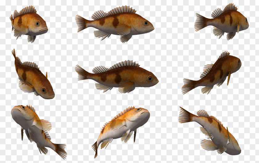 3d Fish Cuttlefish Marine Biology 3D Computer Graphics PNG