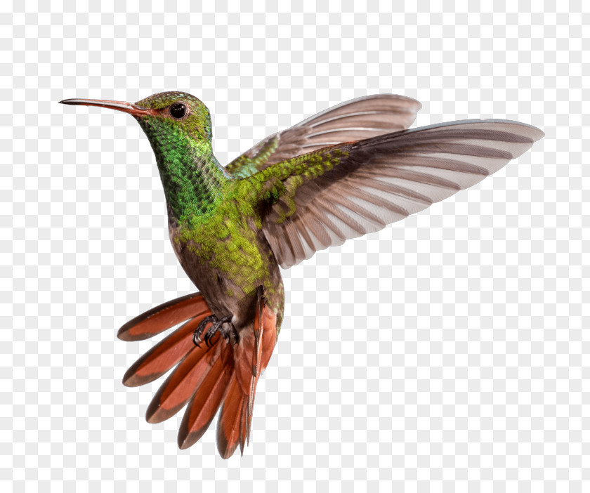 Bird Rufous-tailed Hummingbird Beak Ruby-throated Bee PNG