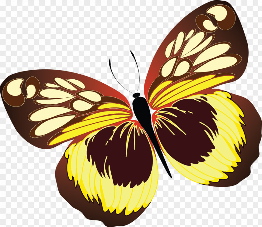 Butterflies Butterfly PNG