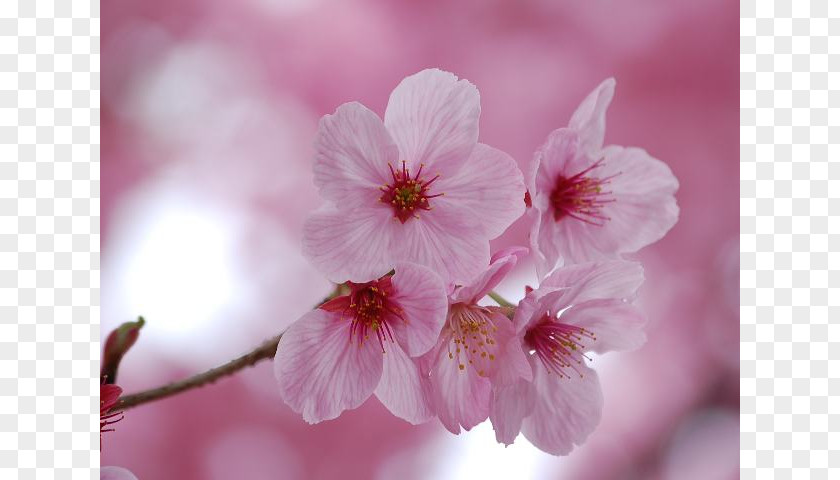 Cherry Blossom Prunus Serrulata Japan National Festival PNG