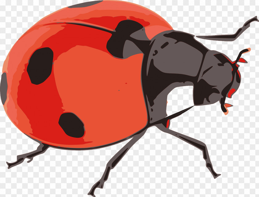 Ladybug Beetle Ladybird Clip Art PNG