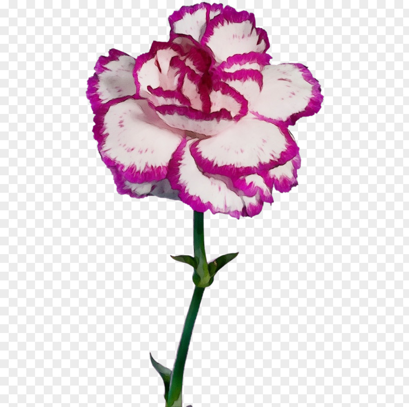 Sweet William Cut Flowers Flowering Plant Flower Pink Violet Purple PNG