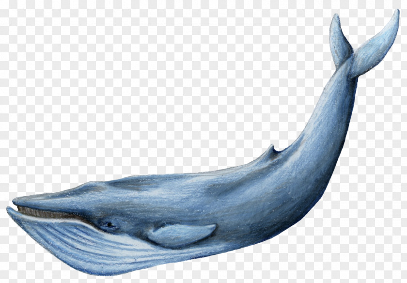 Whale Blue PNG