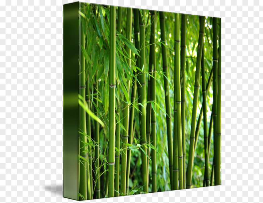 Zen Spa Invest OnlineBamboo Kind Email Marketing Bamboo PNG