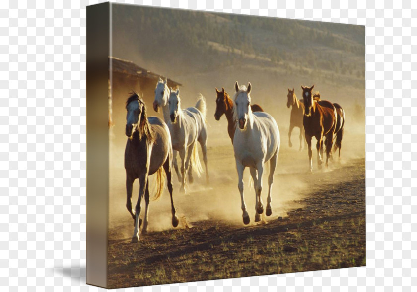 Galloping Horse Mustang Stallion Mare Western Riding Pack Animal PNG