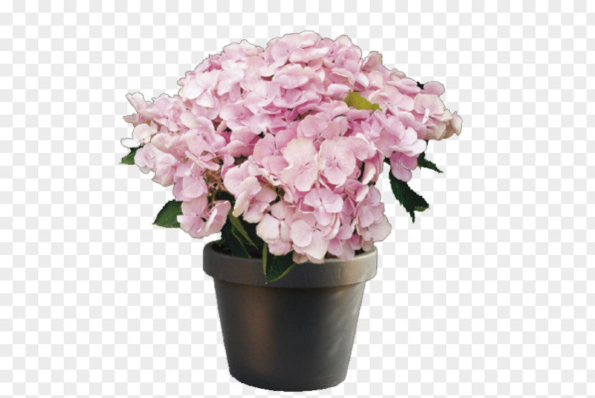 Hydrangea Houseplant Cut Flowers PNG
