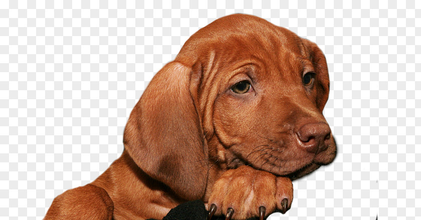 Rhodesian Ridgeback Vizsla Puppy Redbone Coonhound Dog Breed PNG