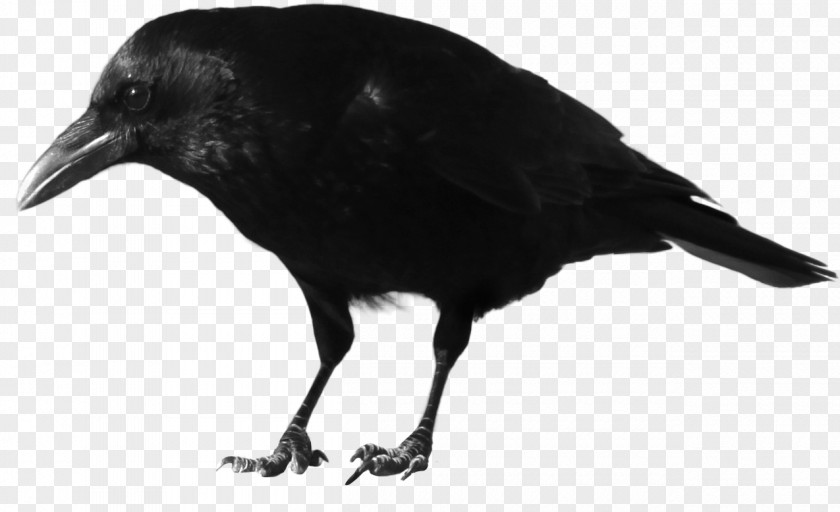 Black Crow Image American Common Raven Rook Bird PNG