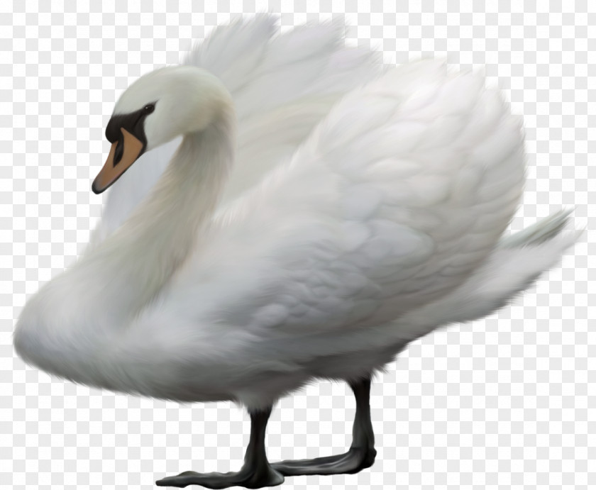 Duck Bird Mute Swan Heron PNG