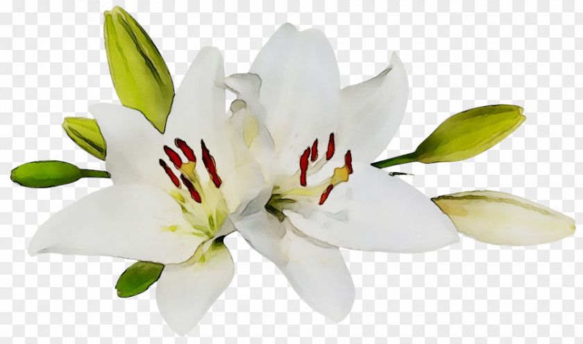 Easter Lily Clip Art Image Desktop Wallpaper Flower PNG