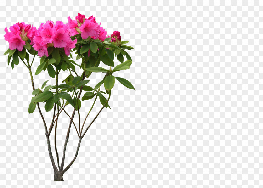 Free Flower Layers Desktop Wallpaper PNG