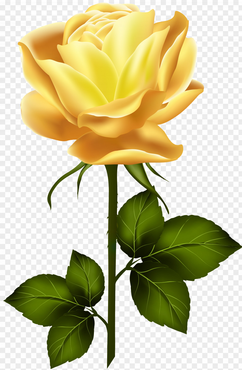 Yellow Rose With Stem Clip Art Garden Roses PNG