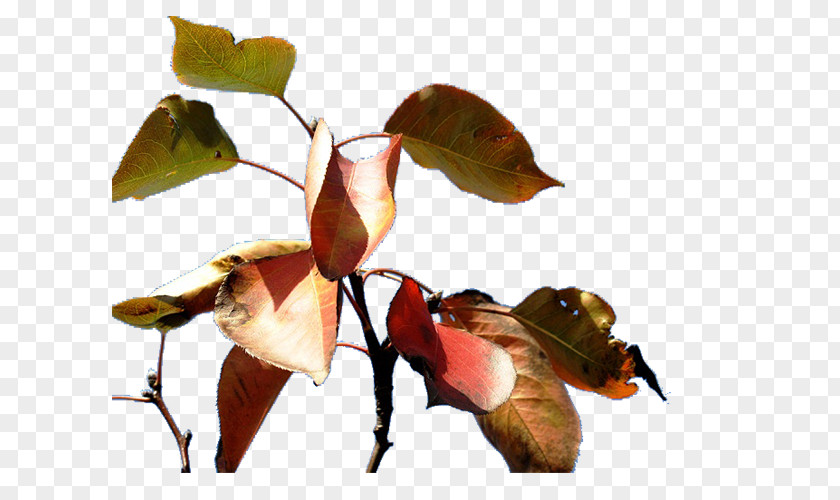 Apple Leaves Leaf Petal PNG