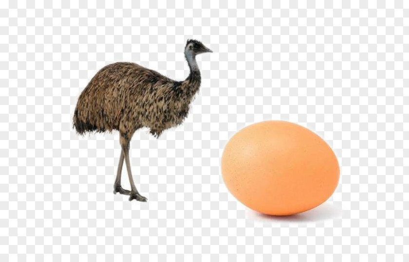 Brown Ostrich Eggs Common Bird Emu Cassowary Duck PNG