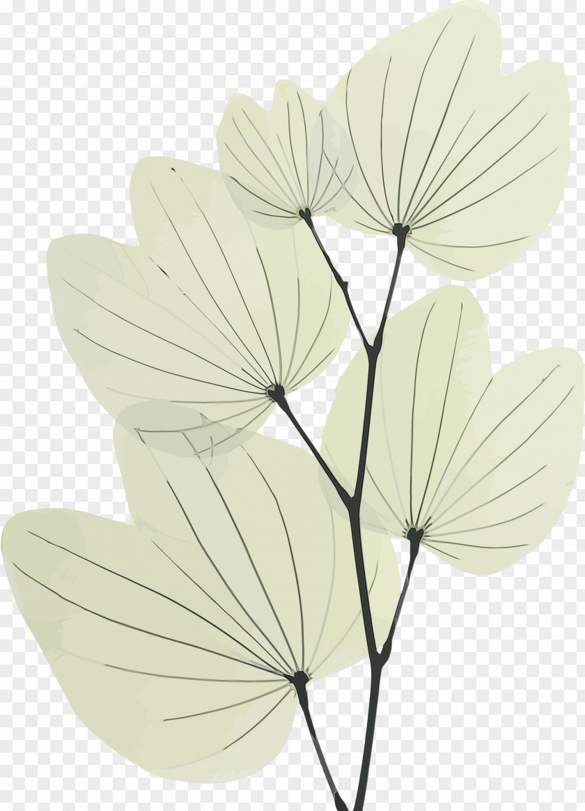 Leaf Petal Flower Plant Anthurium PNG
