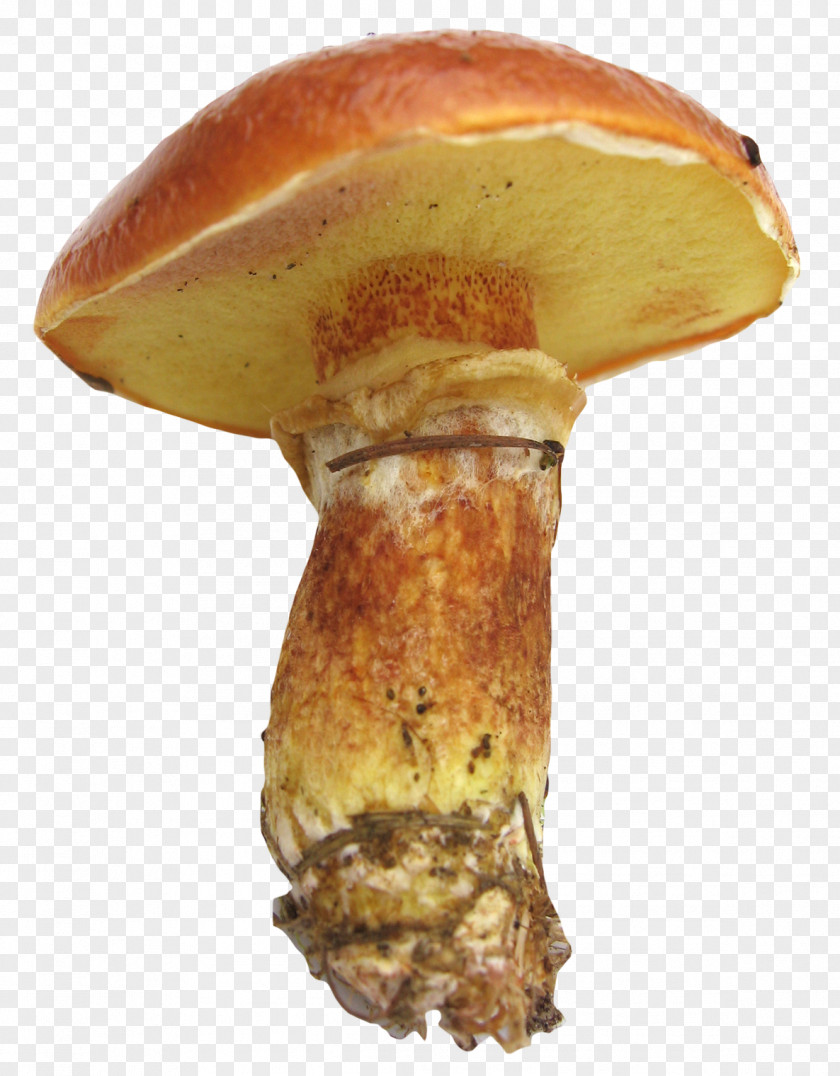 Mushroom Edible Icon PNG