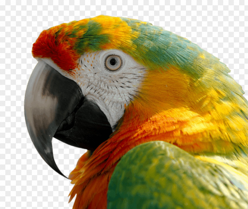 Parrot Bird Scarlet Macaw Blue-and-yellow PNG
