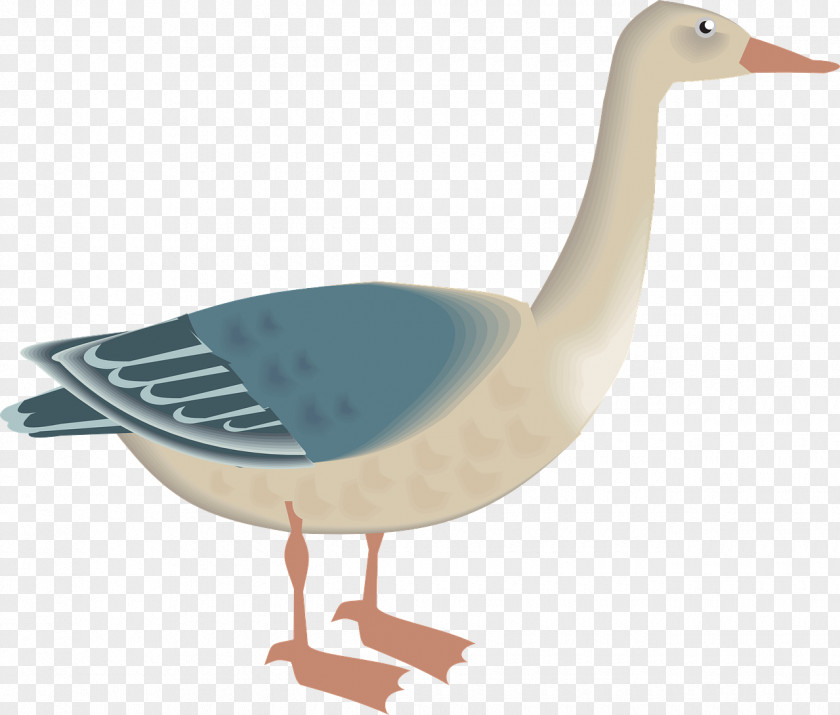 Poultry Goose Ganso Clip Art PNG