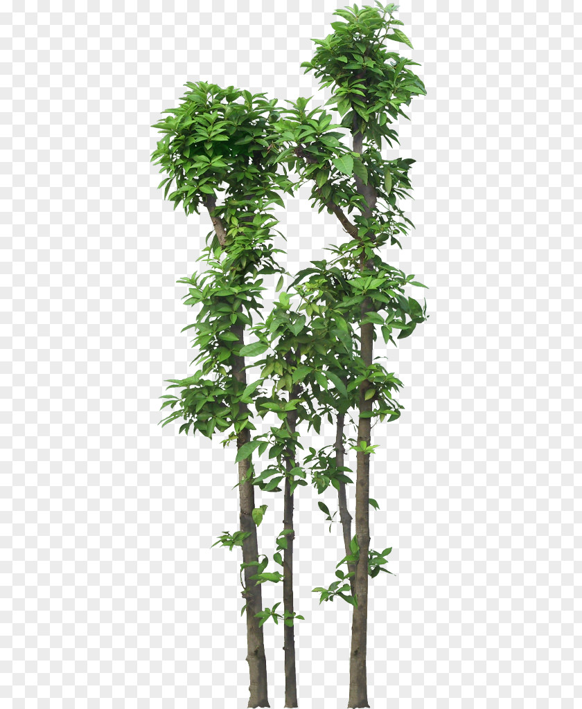 Tree Plant Clip Art PNG