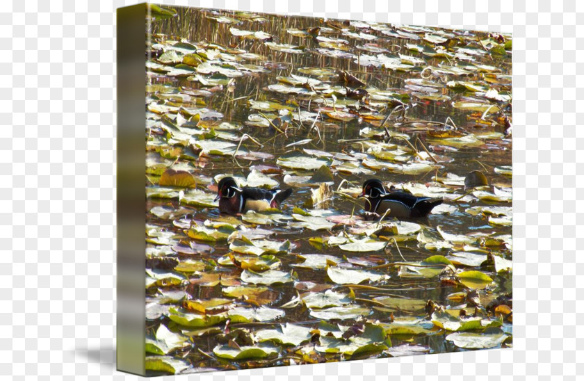 Water Pond Bird PNG