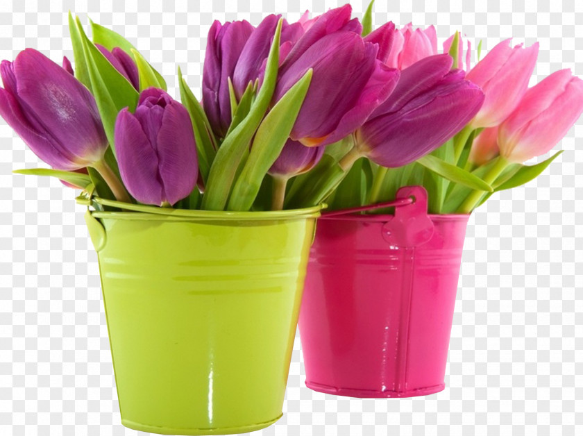 Bucket Tulip Desktop Wallpaper Flower Pink Purple PNG