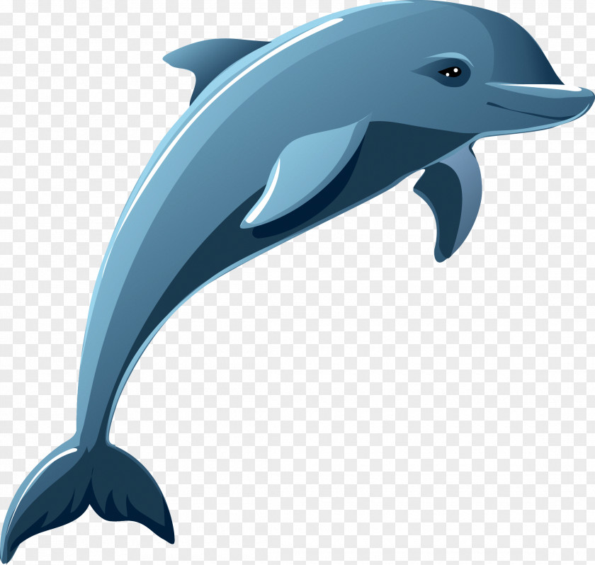 Dolphin Stock Photography Clip Art PNG