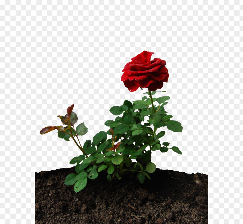 Little Prince Rose Garden Roses Desktop Wallpaper PNG