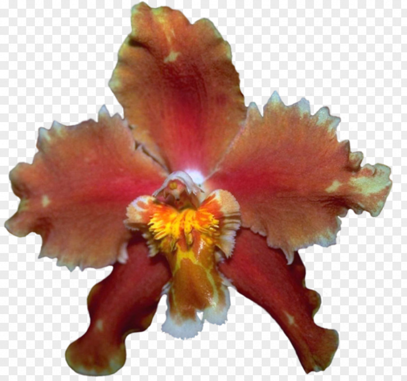 Orchids Cattleya Yellow PNG
