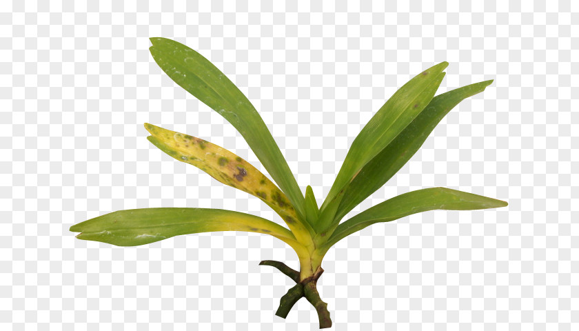 Orquideas Leaf Singapore Orchid Cattleya Orchids Moth Boat PNG