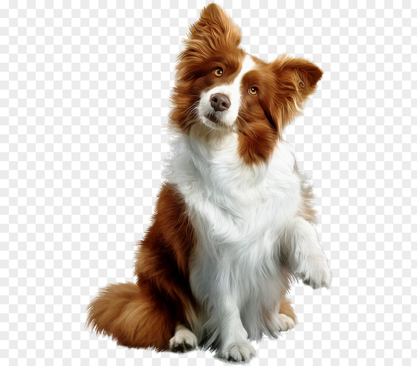 Puppy Rough Collie Golden Retriever Labrador PNG