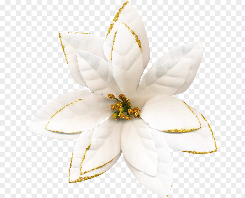 Rosita Flowering Plant PNG