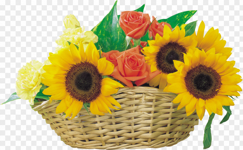 Sunflower Photos Common Clip Art PNG