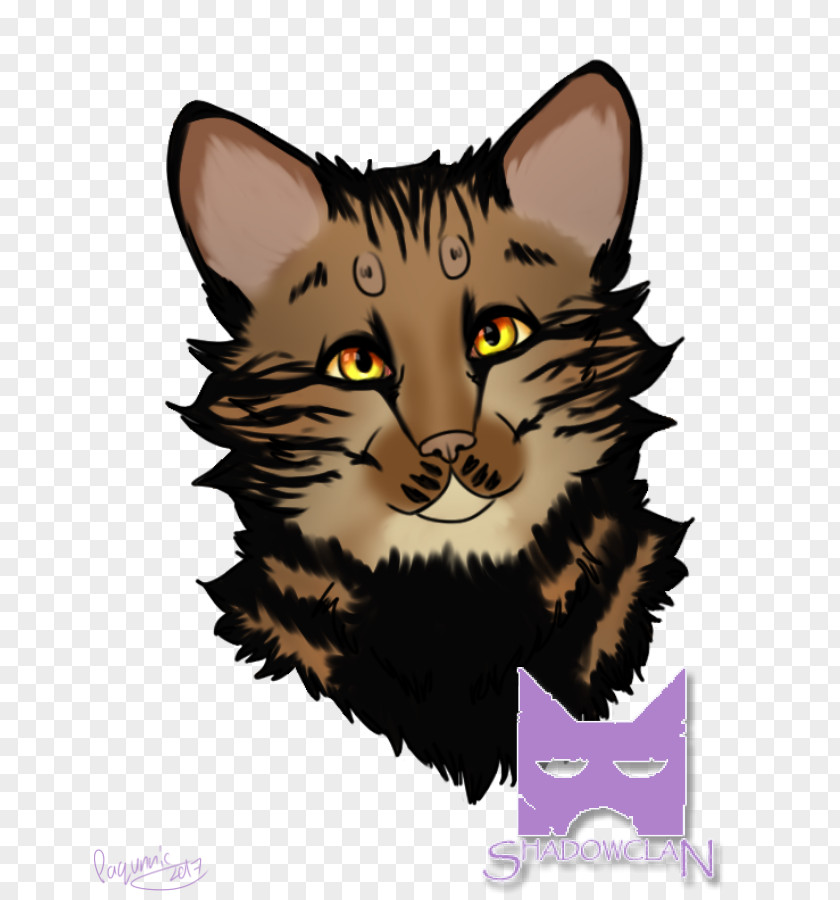 Thicket Wildcat Kitten Tabby Cat Whiskers PNG