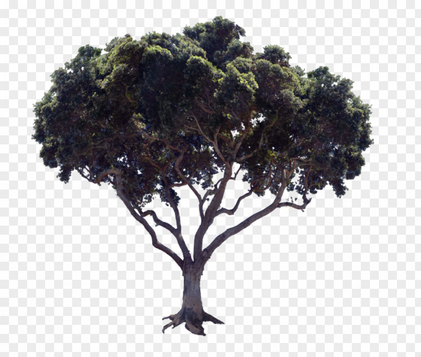 Cedar Tree Stock Photography Image PNG