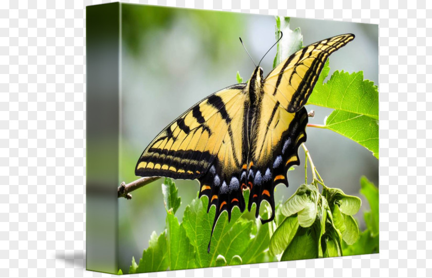 Glossy Butterflys Nymphalidae Butterfly Wildlife Animal PNG