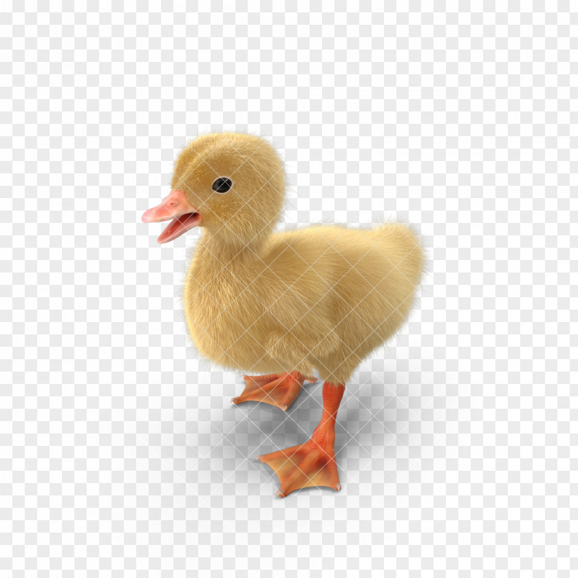 Little Yellow Duck,duck,animal,Duckling Duck Goose Animal PNG