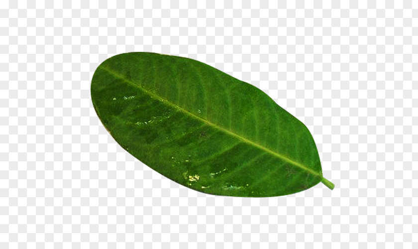 A Piece Of Lemon Leaf Picture Material Green Plant Pathology PNG