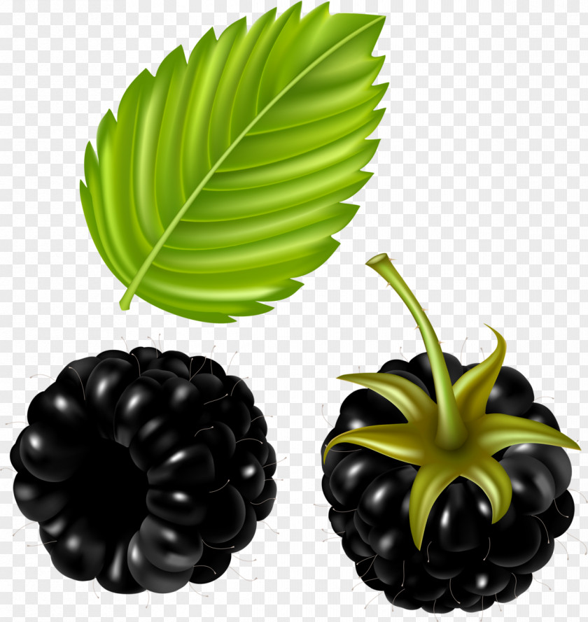 Berries Fruit Clip Art Image Drawing PNG