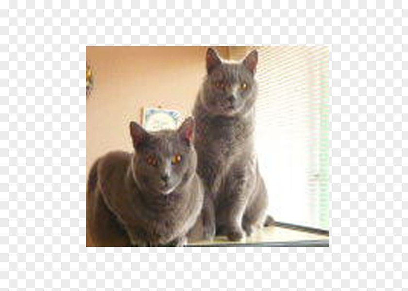 Cats And Dogs Korat Chartreux Russian Blue British Shorthair European PNG