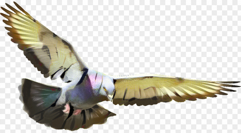 Falconiformes Tail Dove Bird PNG