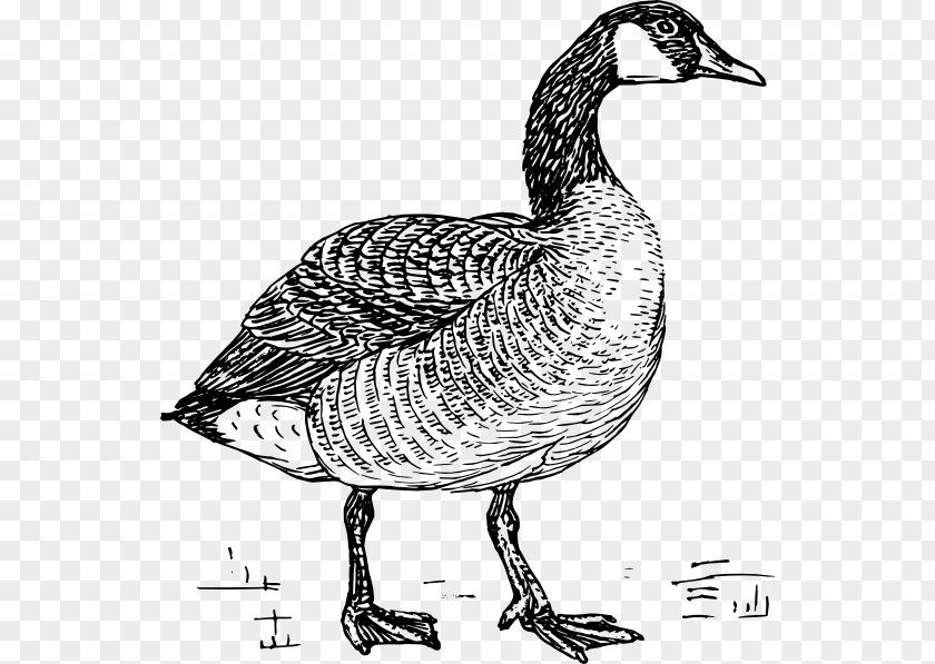 Goose Duck Clip Art Drawing Vector Graphics PNG