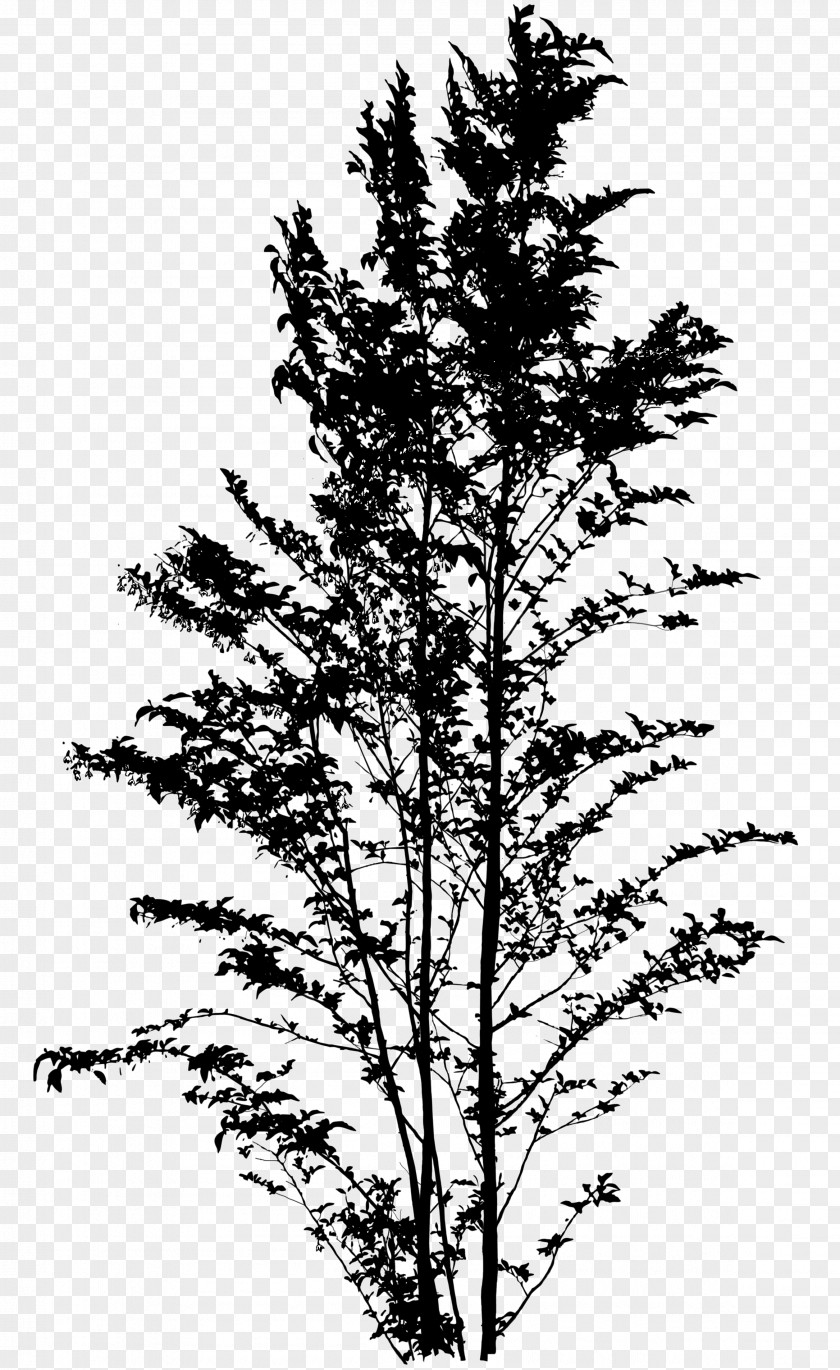Spruce Japanese Snowbell Tree Silhouette Larch PNG
