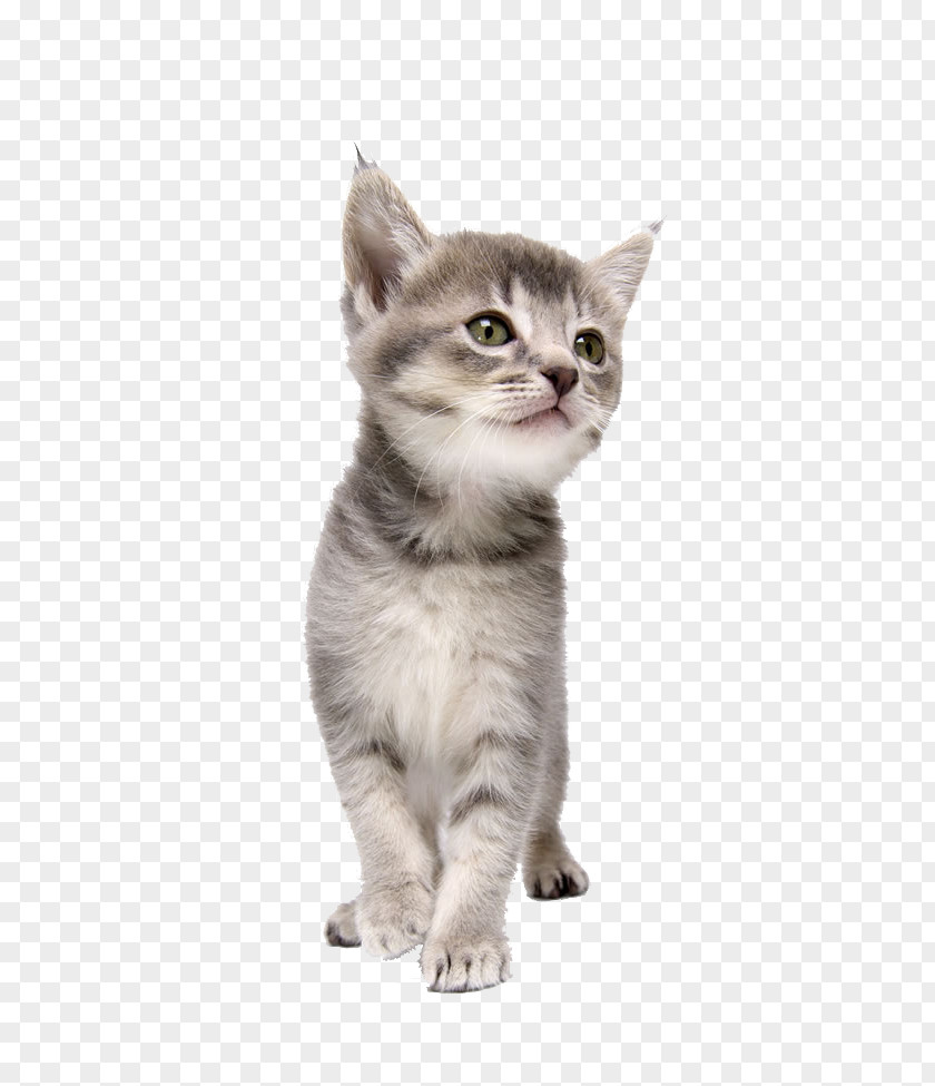 A Kitten Image Cat CorelDRAW Dog Pet PNG