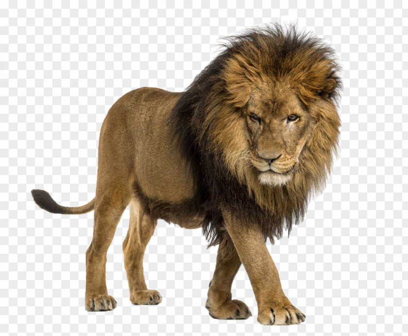A Lion African Cat The Attitude Stock Photography Illustration PNG
